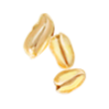 orzech_ziemny