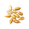 slonecznik